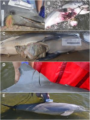 Human influence on bottlenose dolphin (Tursiops truncatus) strandings in the northern Gulf of Mexico
